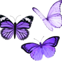 purple_butterflies Discord emoji