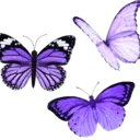 Purple Butterflies Discord Emoji