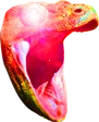 KomodoHypeHYPER