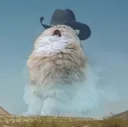 cowboyhatcat