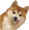 Deep6DogePeek