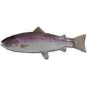 WQAE_rainbowtrout WQAE_rainbowtrout