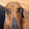whatdadogdoin