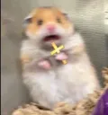 Hamsterscared