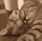 catcuddles catcuddles