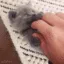 AAbuRob_cat2
