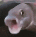 _cc_FishPog Discord emoji