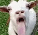 an_bakhra