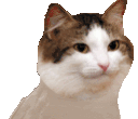 an_cat_hehevibe Discord Emoji