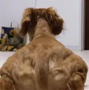 Sexy_Ass_Dog