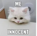 ME_INNOCENT
