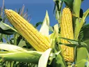 epiccorn