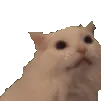 CatScream