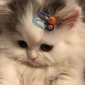 sad_cat Discord emoji