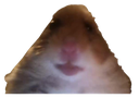 hamstare Discord emoji