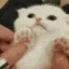kittenwut