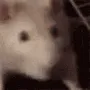 ratJAM ratJAM