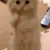 :catplease: catplease