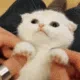 kittywave