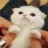 :kittywave: kittywave