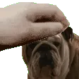 petollie petollie