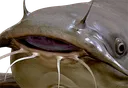 fibsch