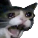 EmotionalCat
