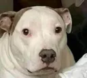 BD_perritoQueHice BD_perritoQueHice