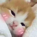 catblush