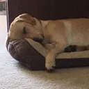 DepressedDog