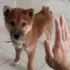 DoggeHighFive