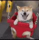 fh_DoggoSwing