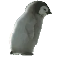 penguinrun