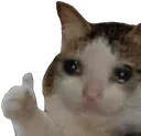 Sadcatthumbs Discord Emoji