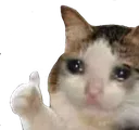 CatThumbsUp CatThumbsUp