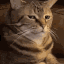 catum Discord emoji