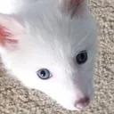 Foxxo foxxo Discord Emoji