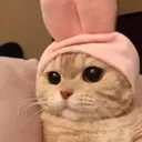 Q_CatBunnyHat Discord Emoji