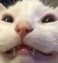 catt