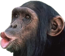 macaco Discord emoji