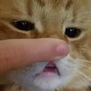 GVcatNoseBoop GVcatNoseBoop