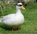 coolduck