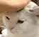 CatPat