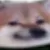 swegzoom3