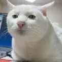 peKucingBruh peKucingBruh