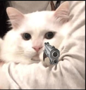 catgun Discord emoji