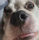 dodger