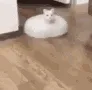 cat_he
