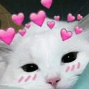 cute_cat