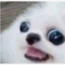 perro_aaaa Discord emoji
